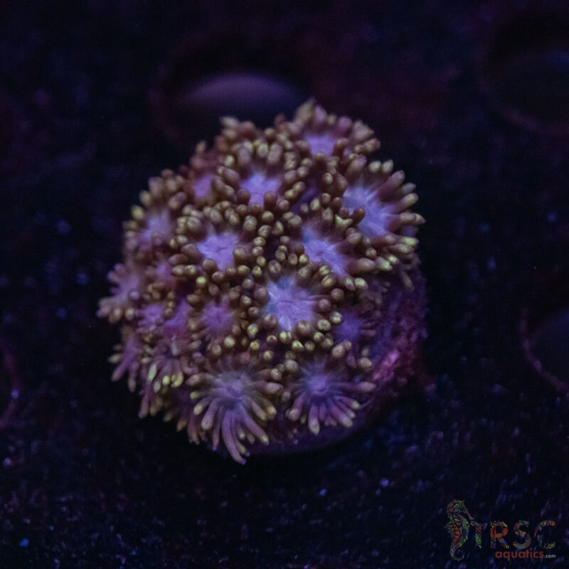 TRSC Aquatics