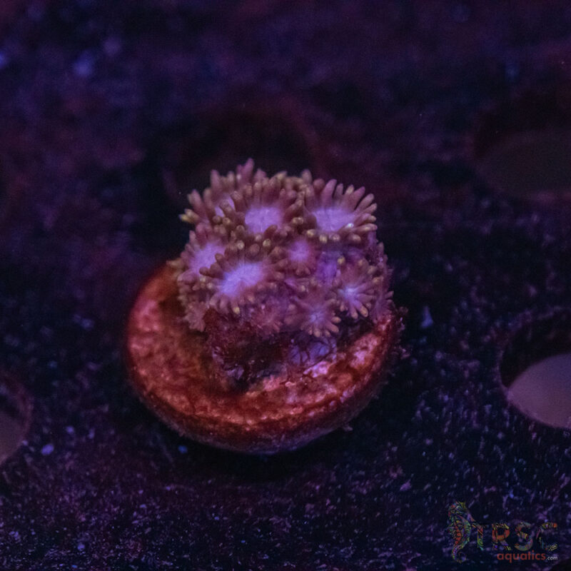 TRSC Aquatics
