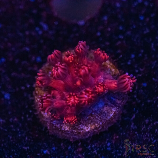 Red Root Goni H01