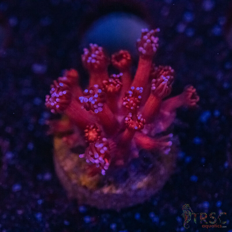 TRSC Aquatics