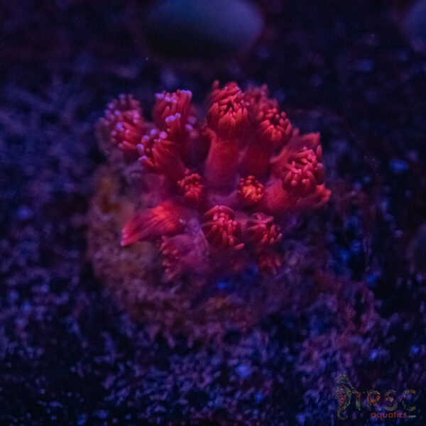 Red Root Goni H03