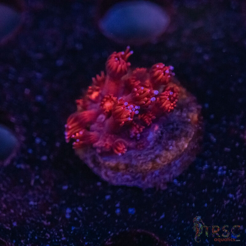 TRSC Aquatics