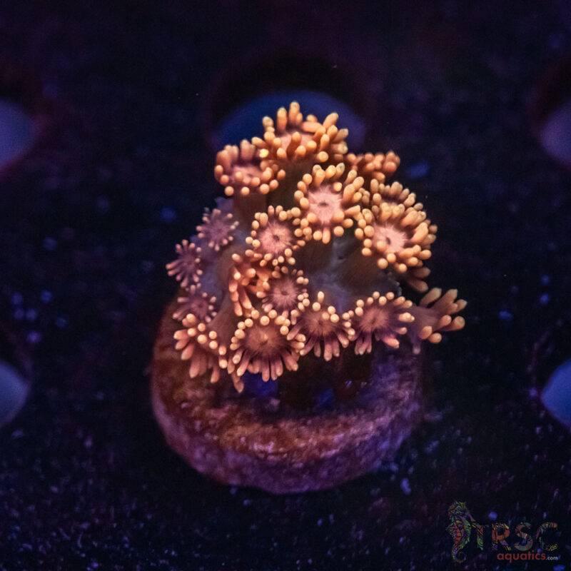 TRSC Aquatics