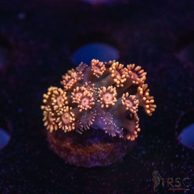 TRSC Aquatics