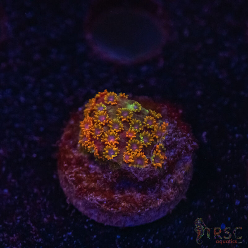 TRSC Aquatics