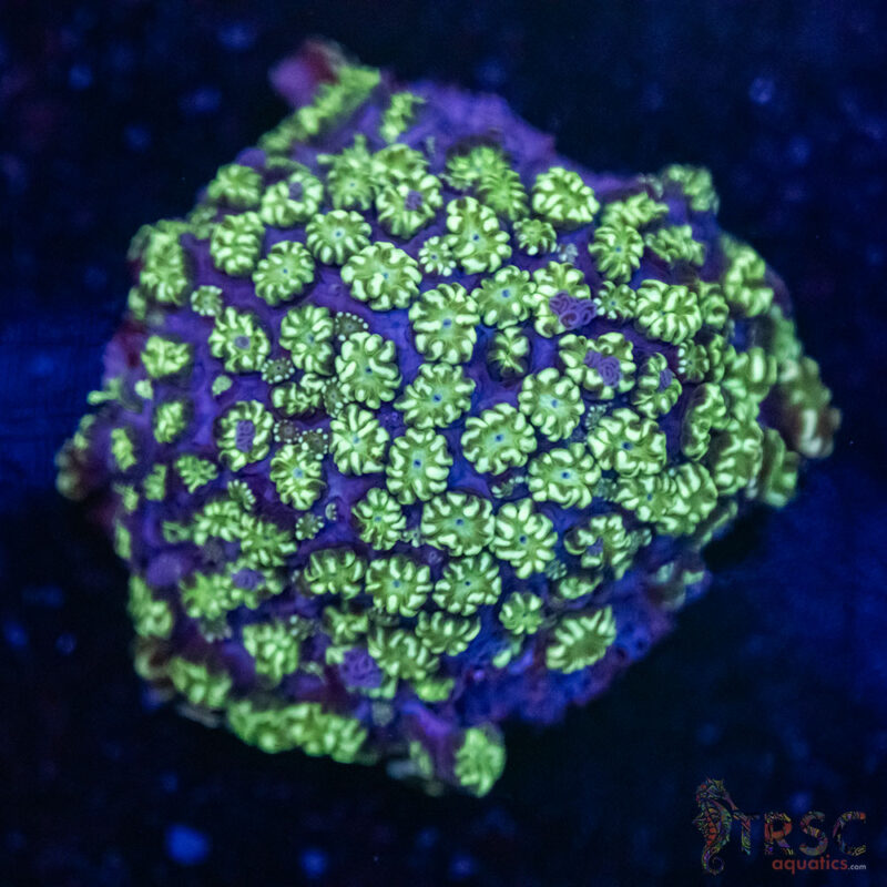 TRSC Aquatics