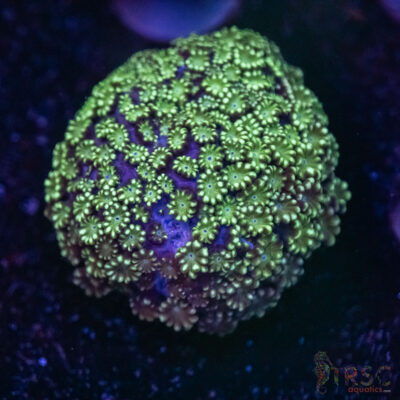 Mint Green Alveopora J04