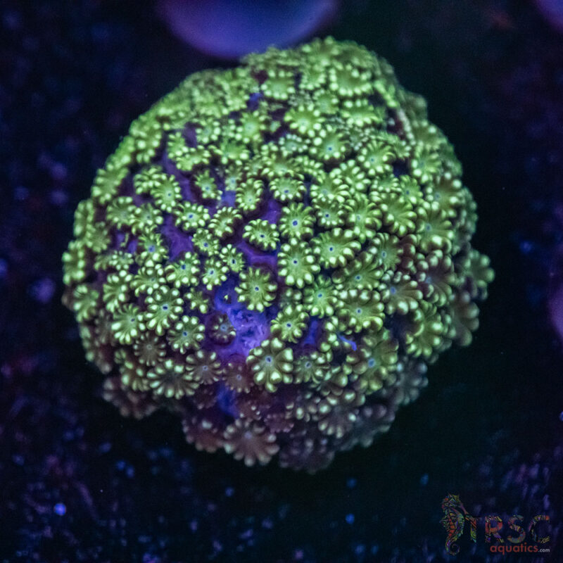 TRSC Aquatics