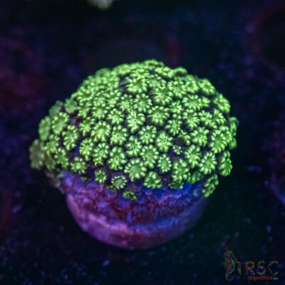 Mint Green Alveopora J07