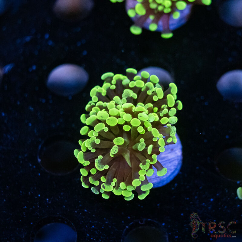 TRSC Aquatics