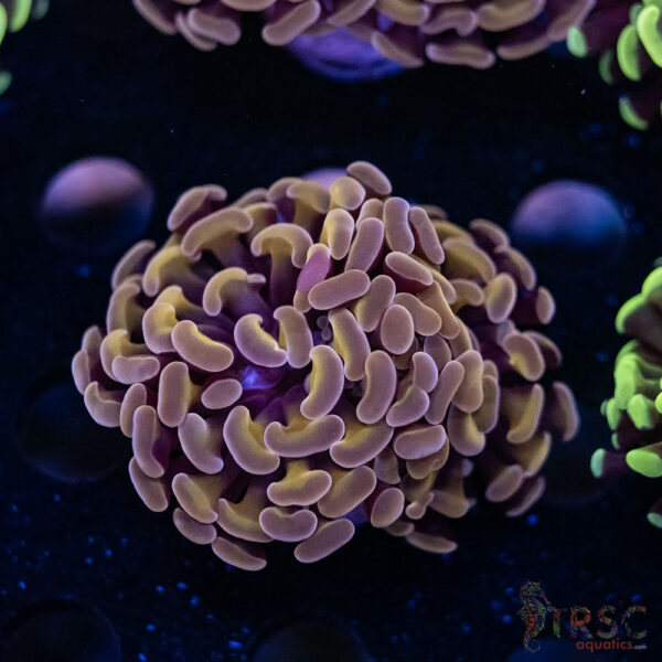 Pink Gold Paarancora Hammer B04