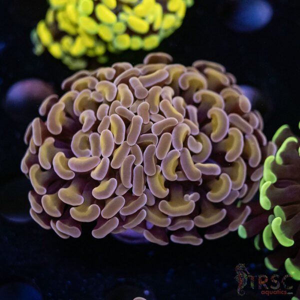 Pink Gold Paarancora Hammer B05