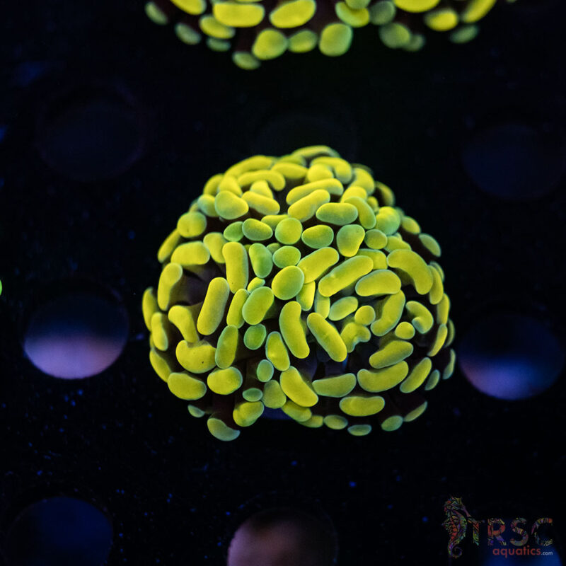 TRSC Aquatics