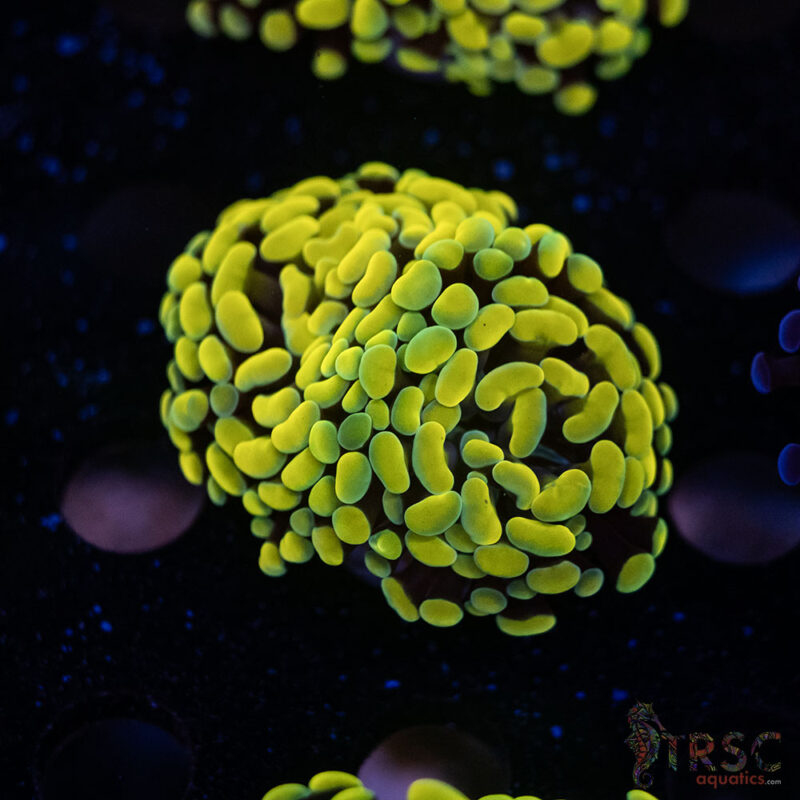 TRSC Aquatics