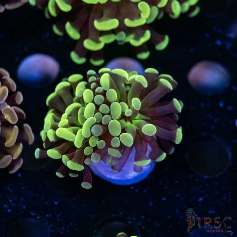 TRSC Aquatics