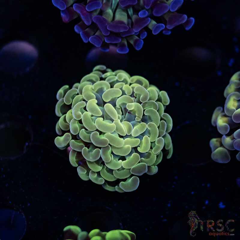 TRSC Aquatics