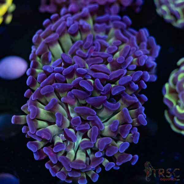Purple Reverse Paarancora Hammer C07