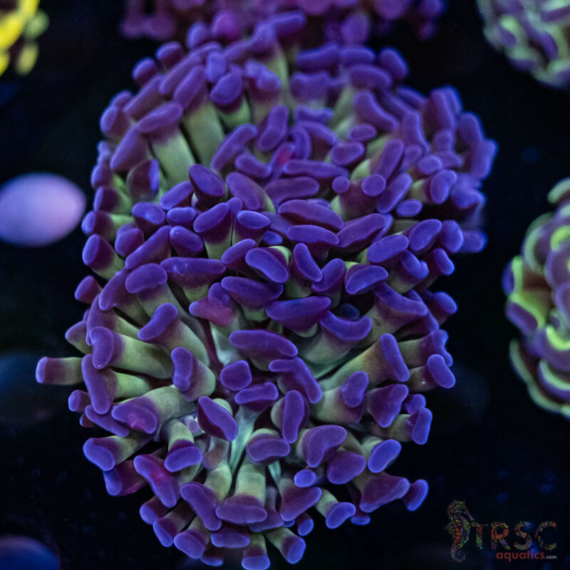 TRSC Aquatics