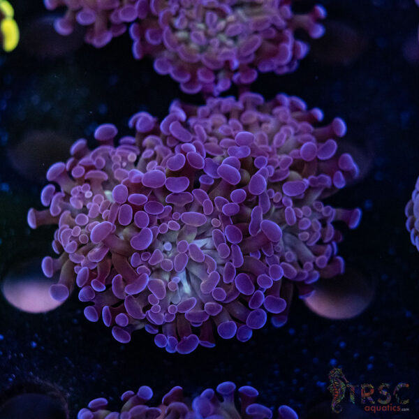 Purple Paarancora Hammer C09