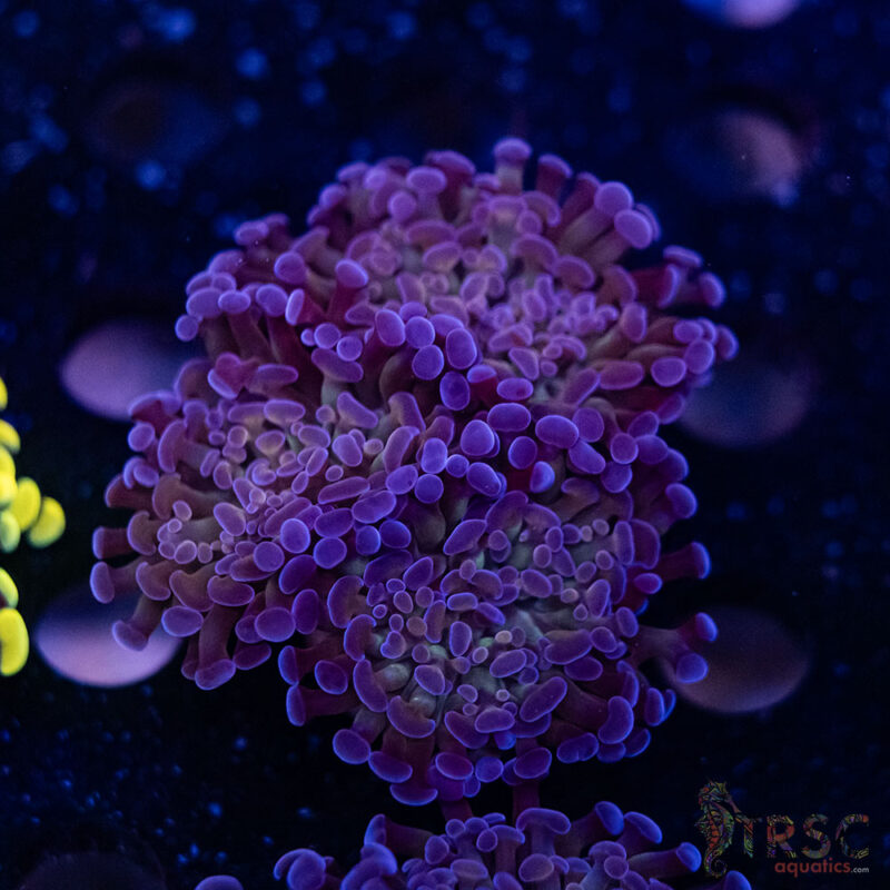 TRSC Aquatics