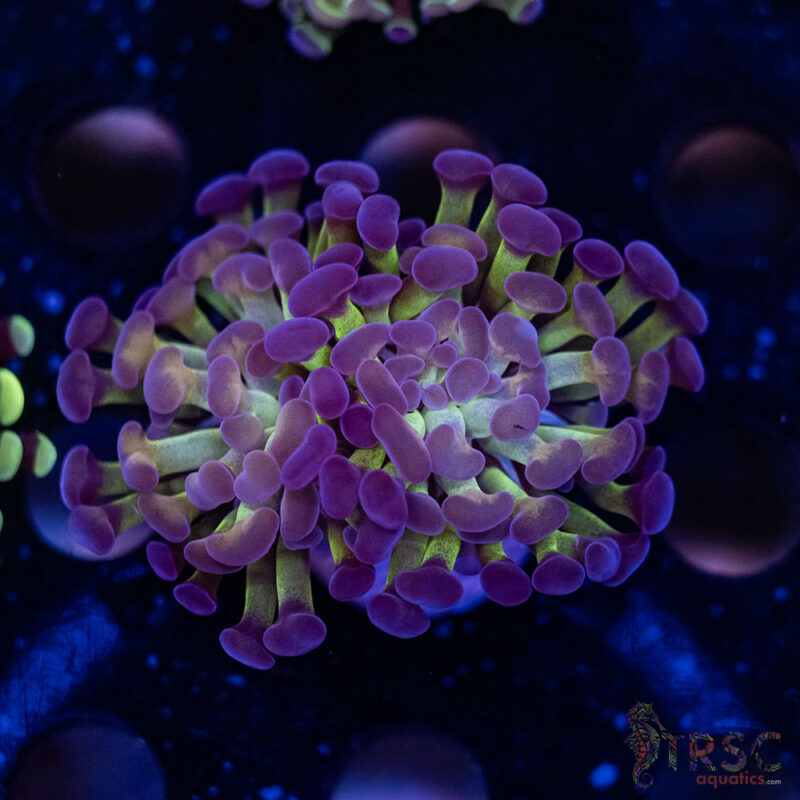 TRSC Aquatics