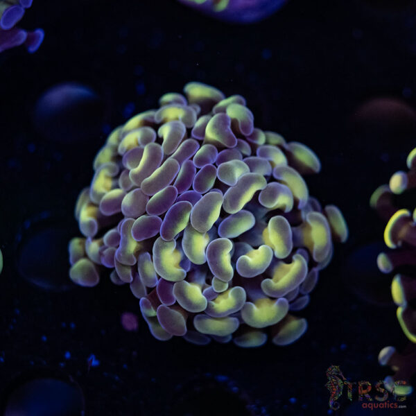 Rainbow Hologram Paarancora Hammer D06