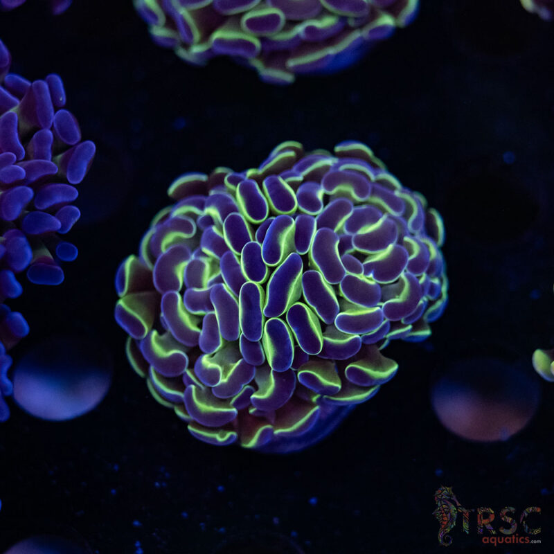 TRSC Aquatics