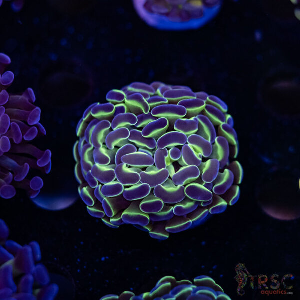 Reverse Hologram Paarancora Hammer D08