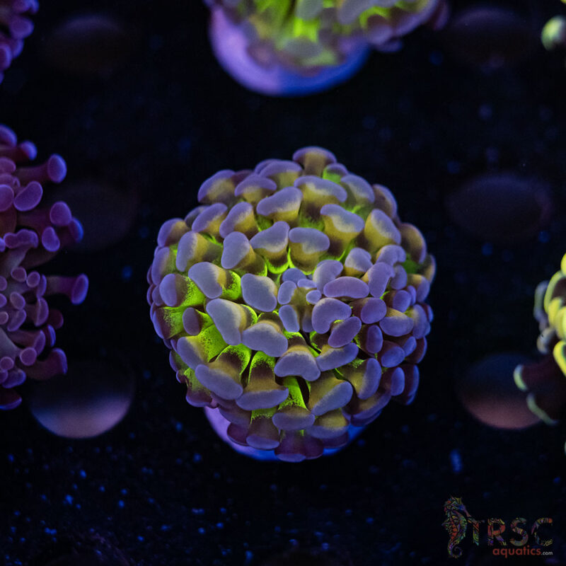 TRSC Aquatics
