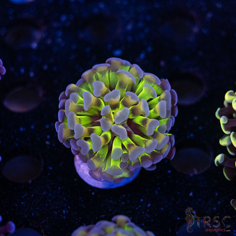 TRSC Aquatics