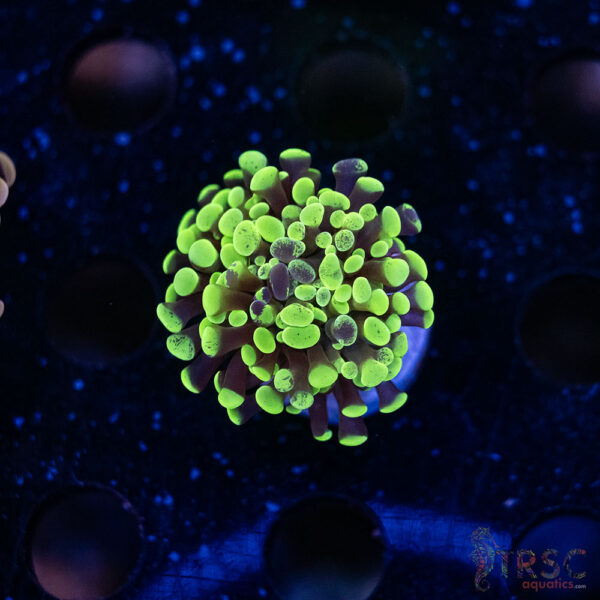 Green Splatter Paarancora Hammer F02