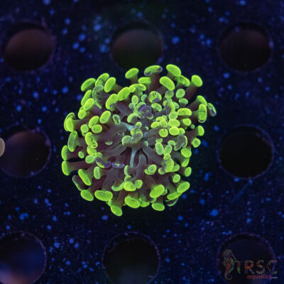 Green Splatter Paarancora Hammer F03