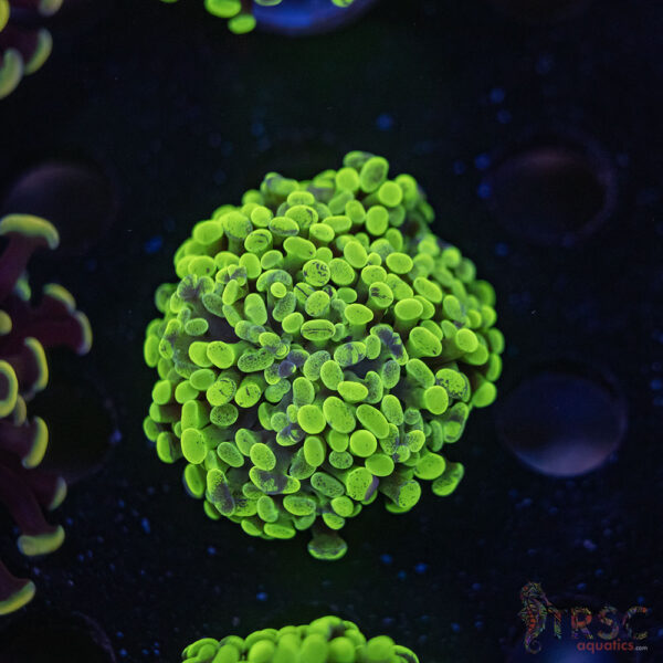 Green Splatter Paarancora Hammer F06