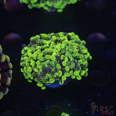 Green Splatter Paarancora Hammer F07