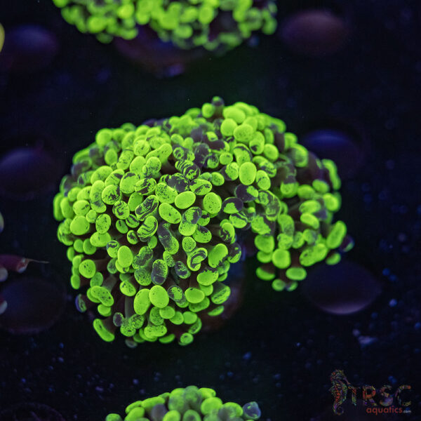 Green Splatter Paarancora Hammer F09