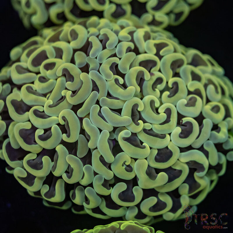 LIVE CORALS FOR SALE LPS, SPS, SOFTIES & DRY GOODS 15 UTS0220 HAMMER G04