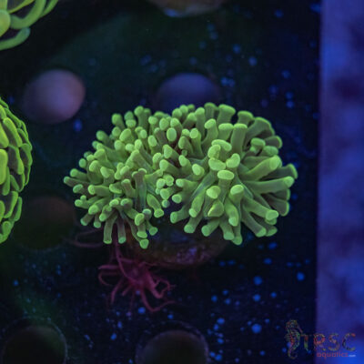 Green Paarancora Hammer A09