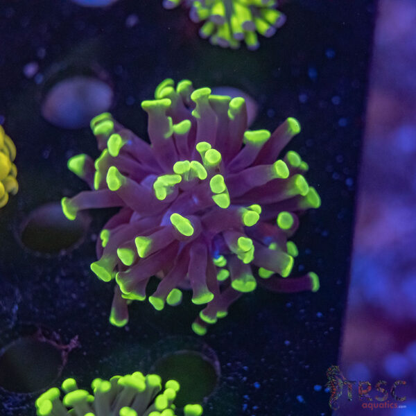 Green Paarancora Hammer H07