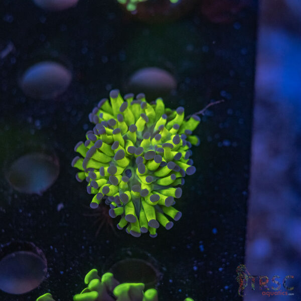Green Purple Tip Paarancora Hammer H08