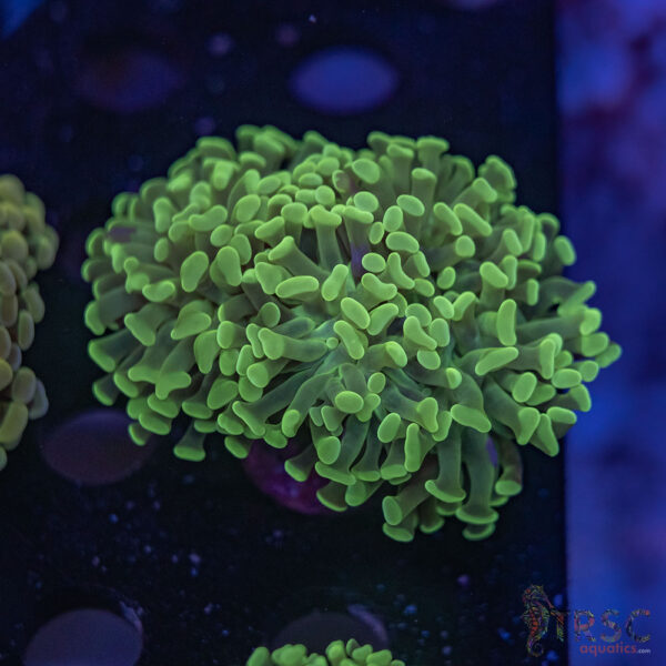 Green Paarancora Hammer H10