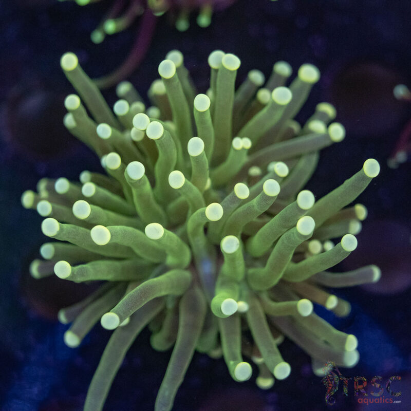 TRSC Aquatics