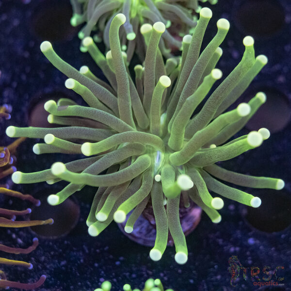 Green Torch F04