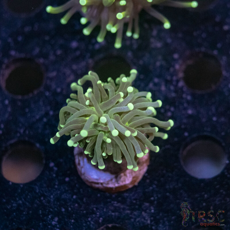 TRSC Aquatics