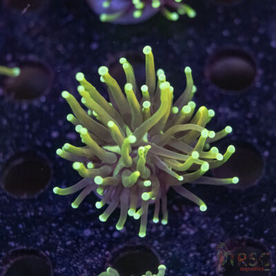 Sun Torch D08