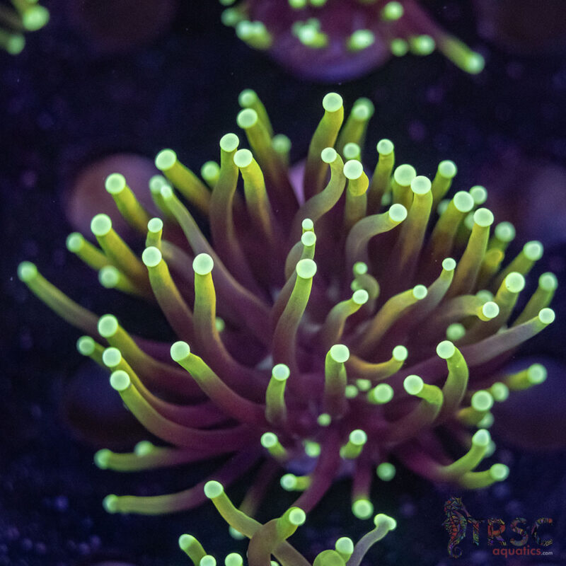 TRSC Aquatics