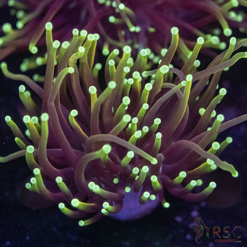 TRSC Aquatics