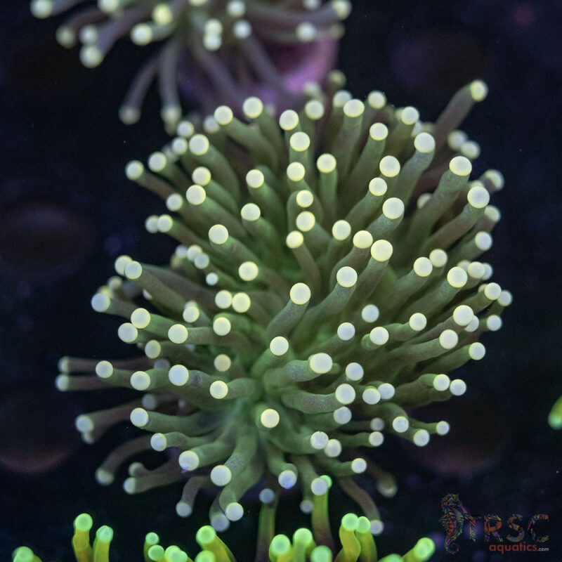 TRSC Aquatics
