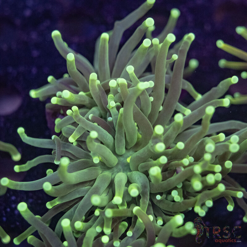 TRSC Aquatics