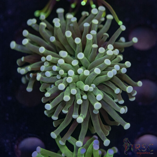 Green Torch I02
