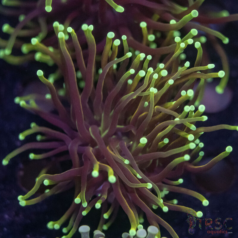 TRSC Aquatics